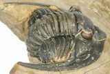 Diademaproetus Trilobite - Foum Zguid, Morocco #363112-3